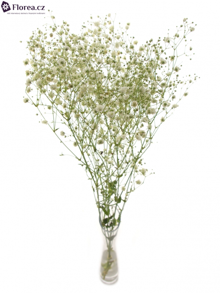 GYPSOPHILA PA MIRABELLA 42g EX Florea