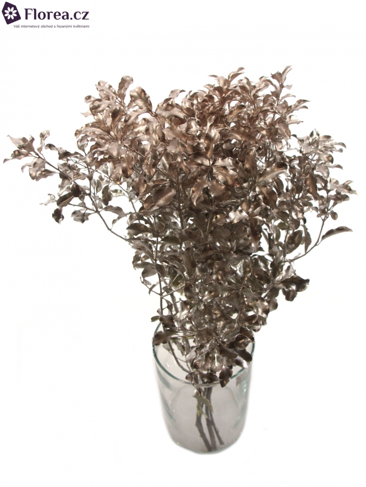 PITTOSPORUM NIGRA COOPER 150g Florea