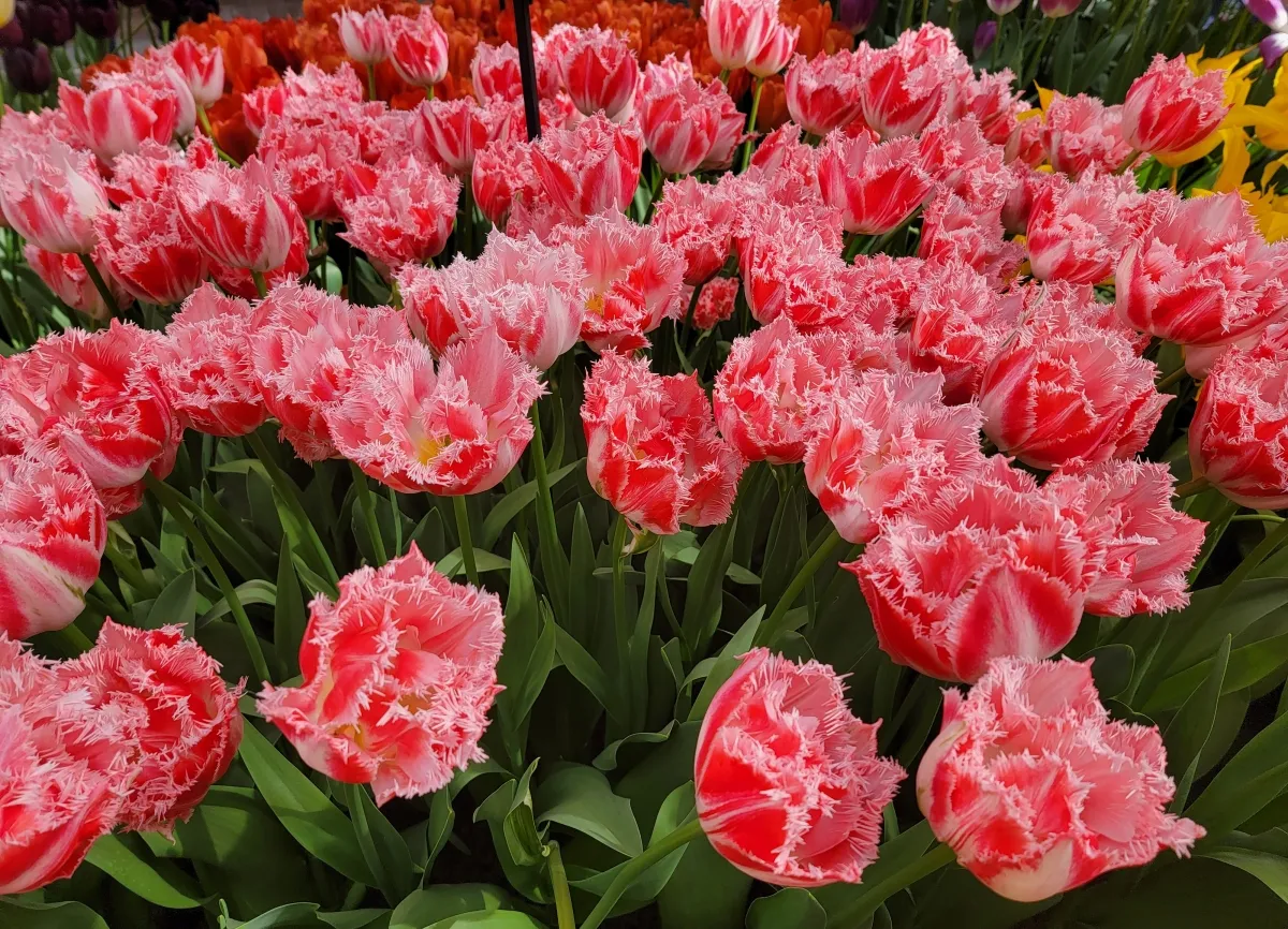 Tulipány jako dárek ke Dni matek