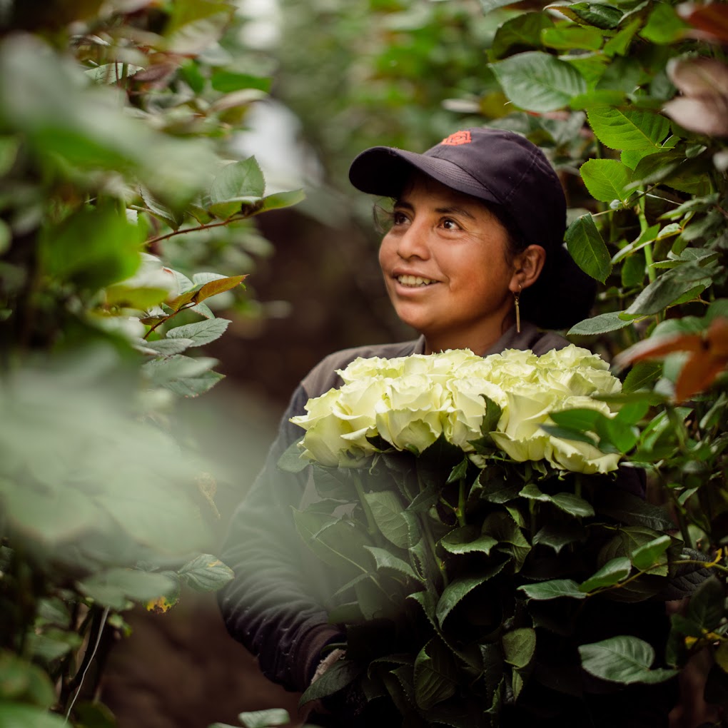 Pěstování růží v Ekvádoru u pěstitele Tessa