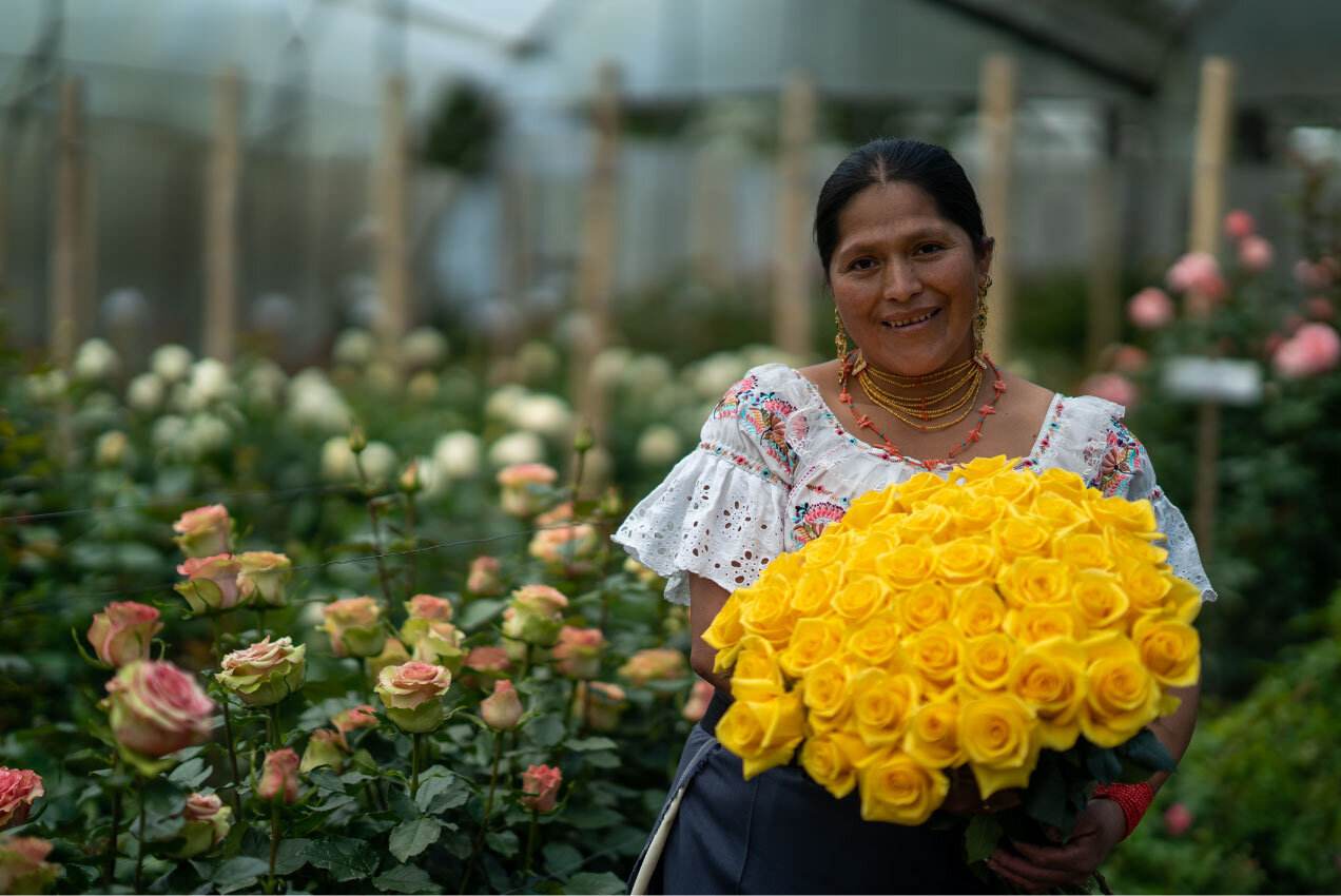 Největší farma růží v Ekvádoru - Rosaprima