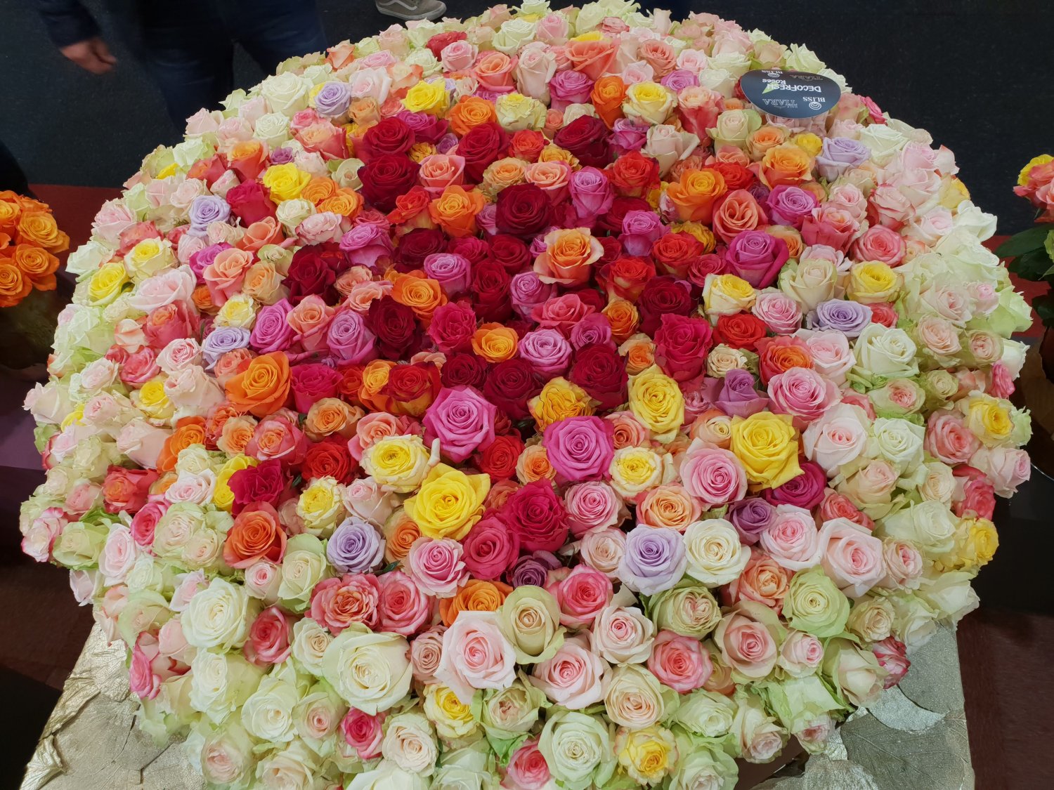 Obří květy a krásné barvy růží z Ekvádoru