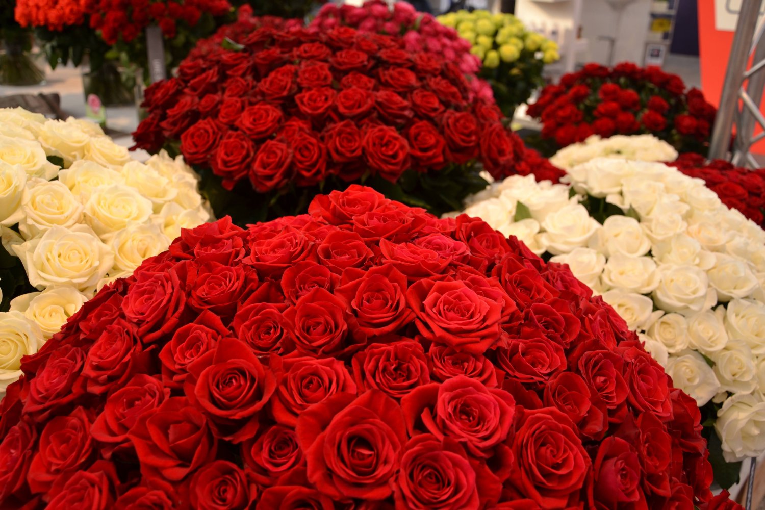 Ekvadorske luxusní ruůže prodej do USA