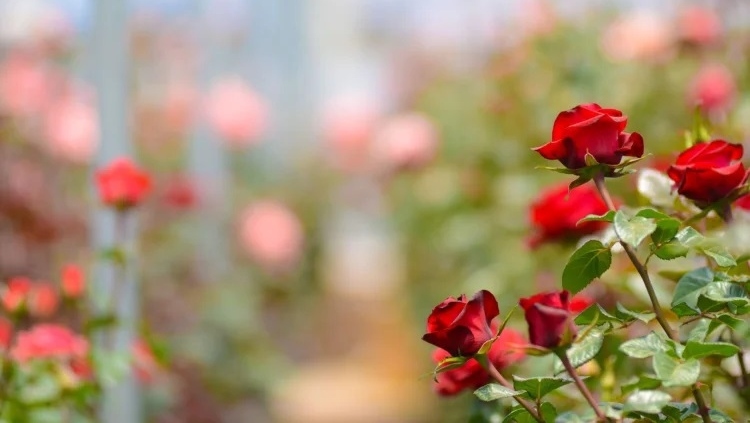 Kvalitní řezané růže z ekvádorských farem
