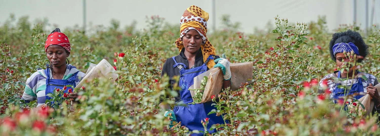 Fairtrade farma Afriflora – ukázka pěstování a zázemí