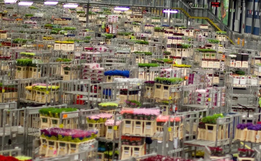 Květinová burza Aalsmeer (Royal FloraHolland) – logistika a pohyb šarží před aukcí