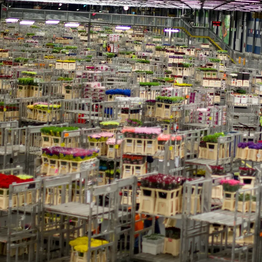 Burza květin Aalsmeer – největší květinová aukce světa