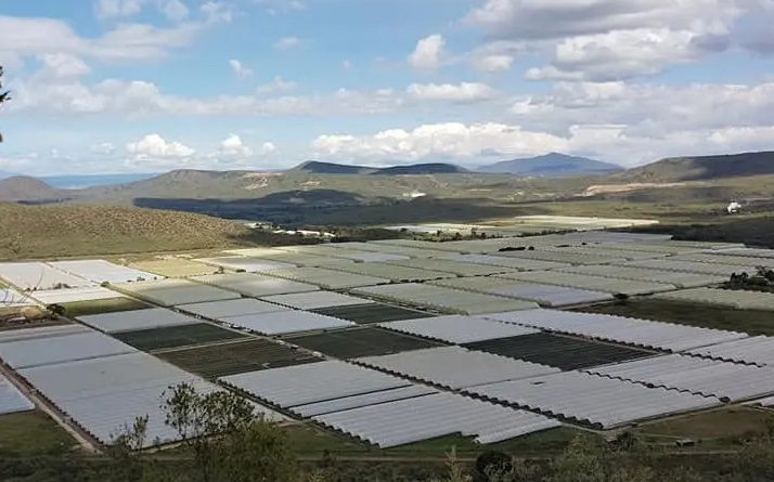 Květinové farmy v Africe – pěstování a sklizeň