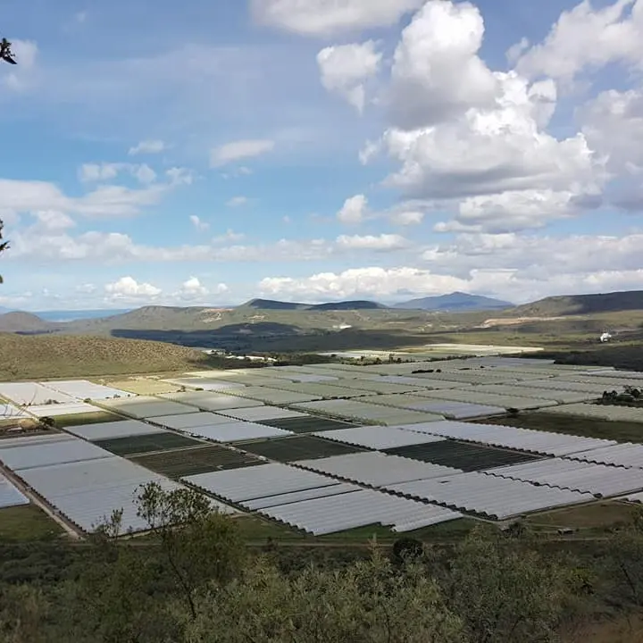 Květinové farmy v Africe