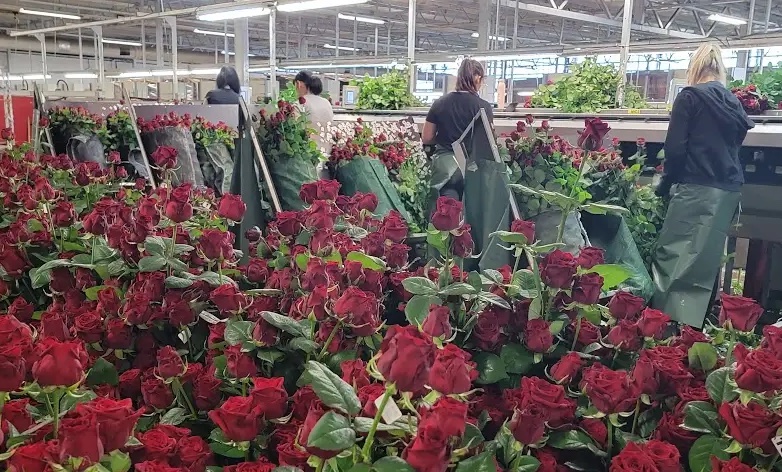 kontrola-kvality-ruzi (kopie).jpg (224 KB)