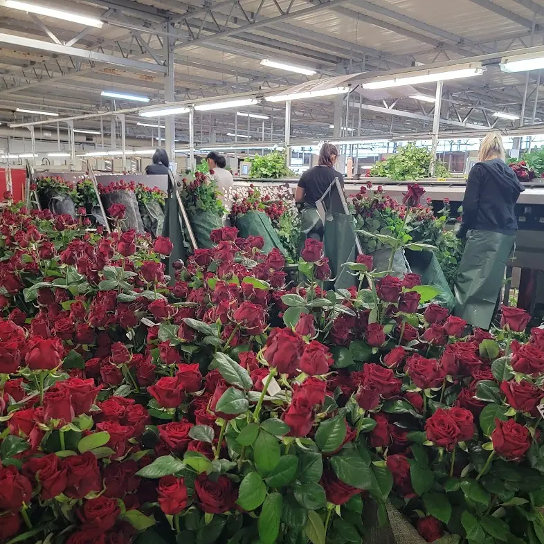 Kontrola kvality růží