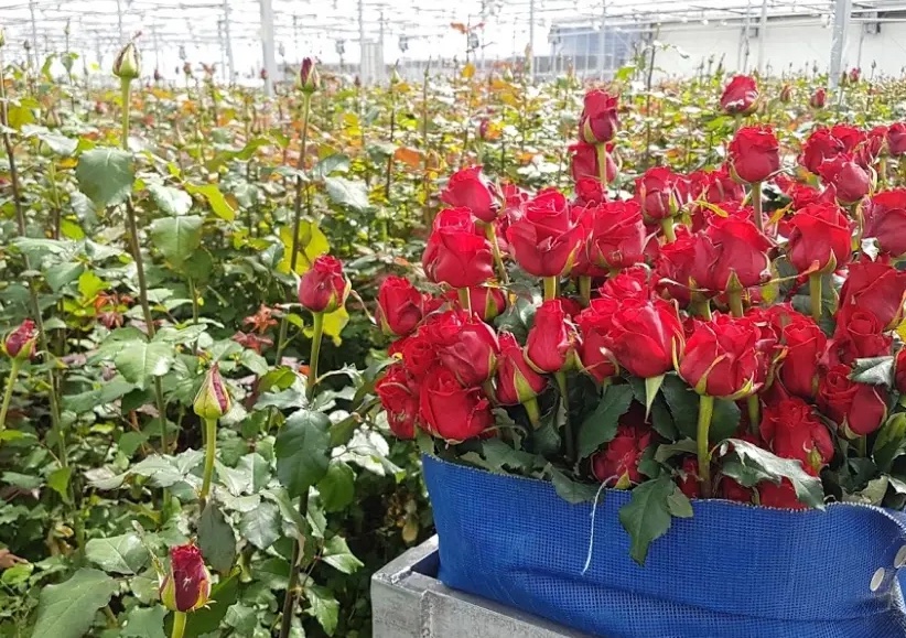 pestitel-Fransen-roses (kopie).jpg (262 KB)