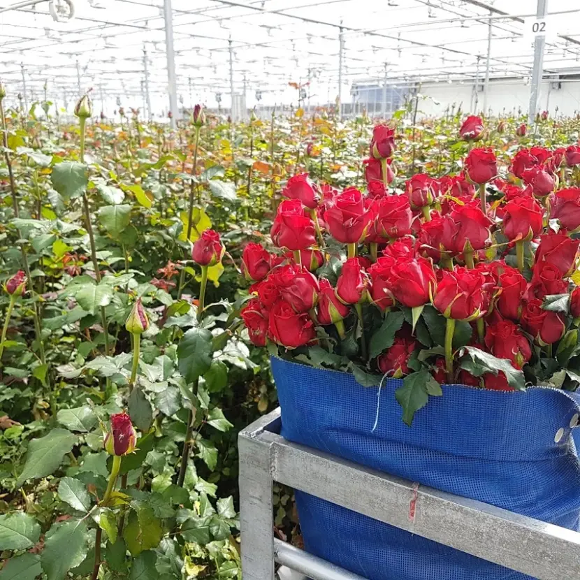 Pěstitel růží Red Naomi - Fransen roses Holandsko