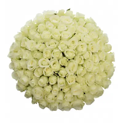 Bílé růže jsou symbolem čistoty a nevinnosti