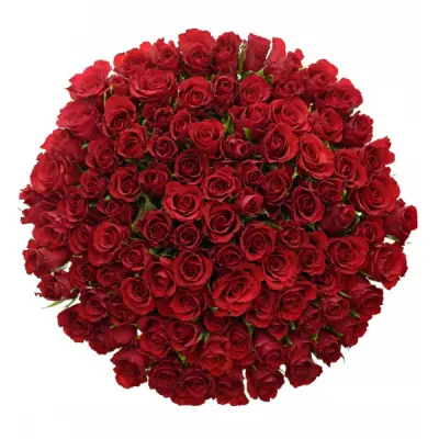 Rudé a červené růže jsou symbolem lásky a věrnosti