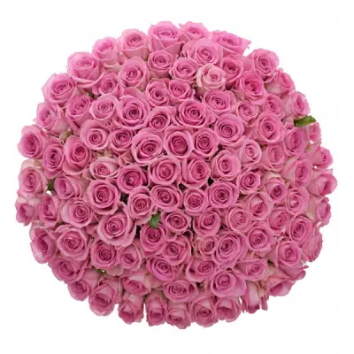 Růžové růže jsou symbolem jemnosti a něhy