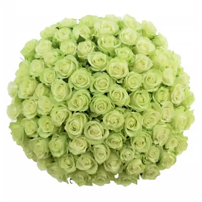 Zelené růže symbolizují život, růst a energii