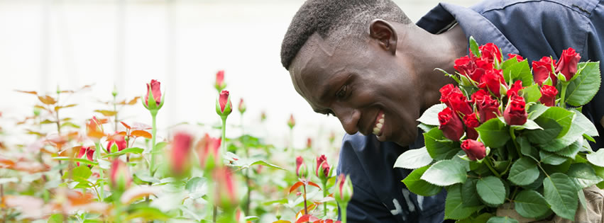 Sian Roses -Pěstování růží v Africe
