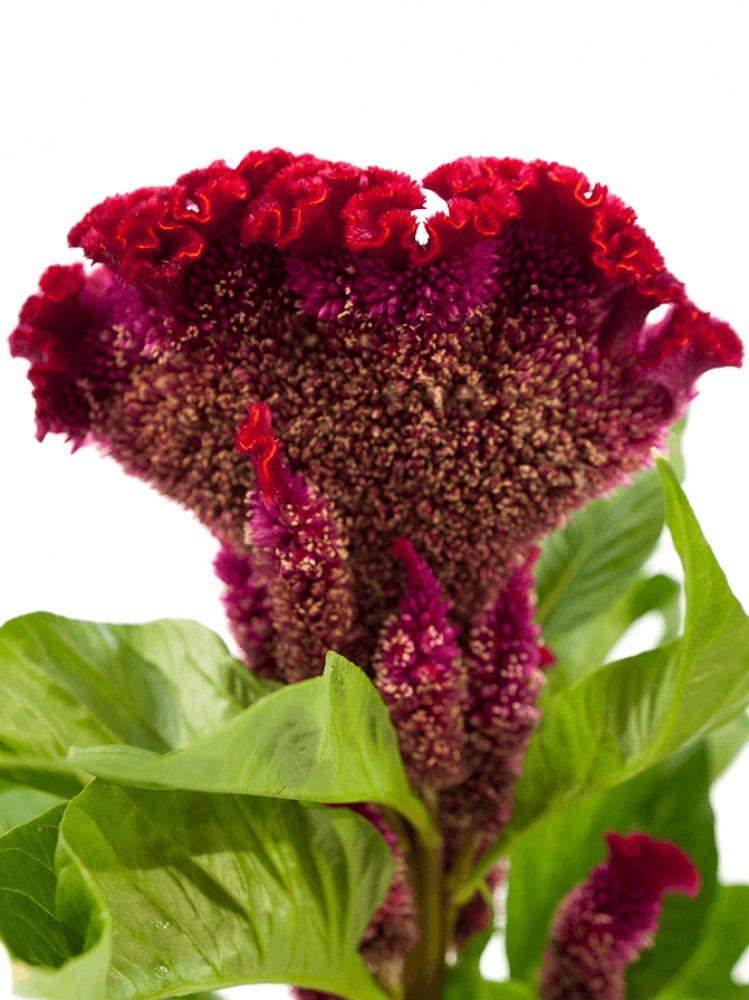 Červená celosia