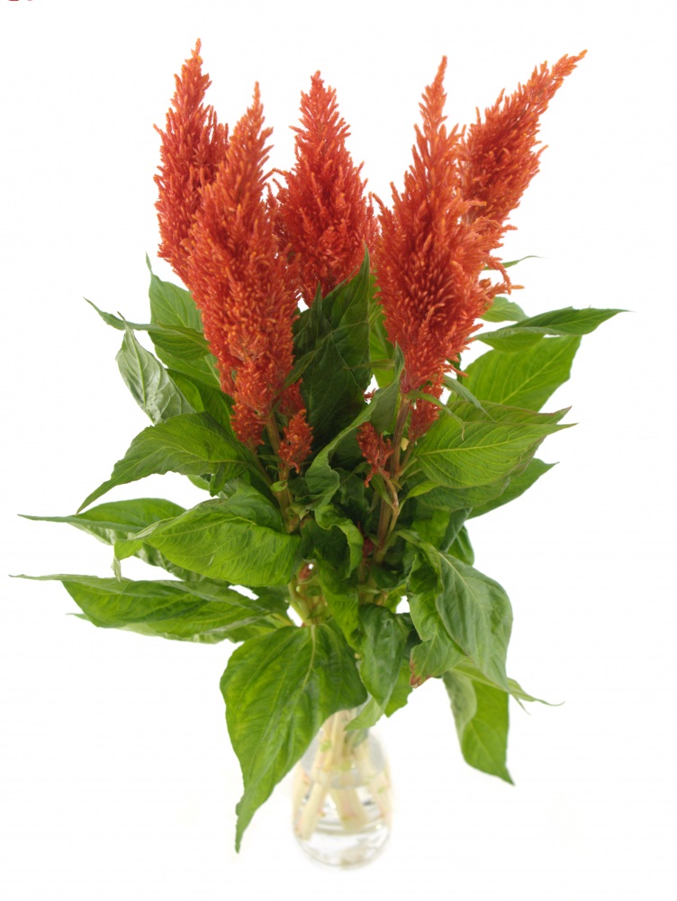 Oranžová celosia