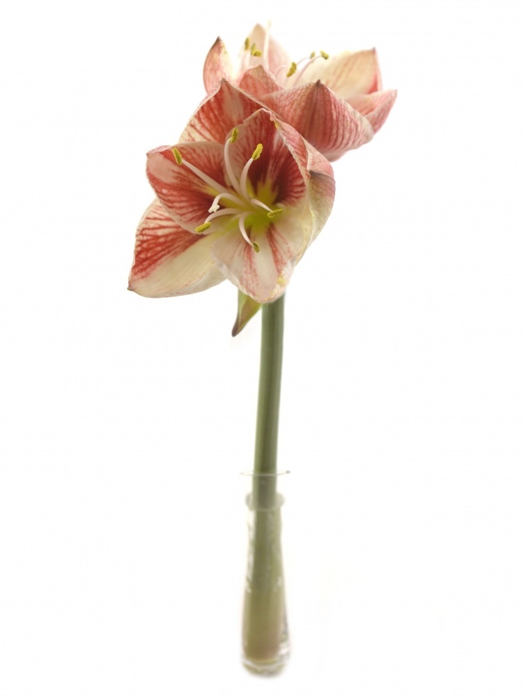 malokveté Hippeastrum