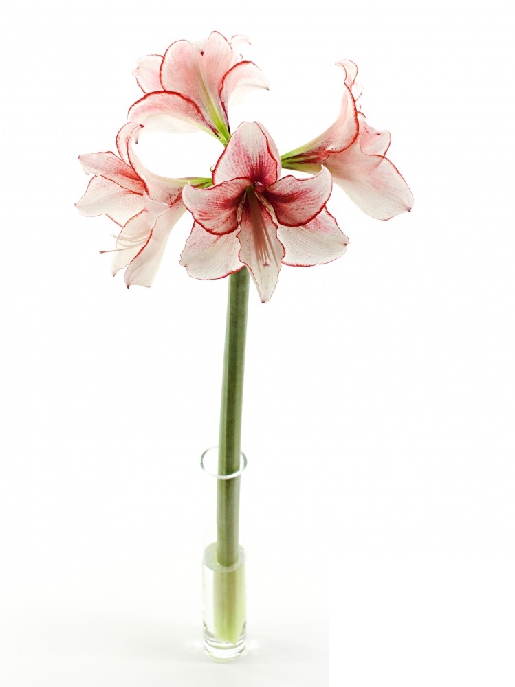 Trumpetovité Hippeastrum