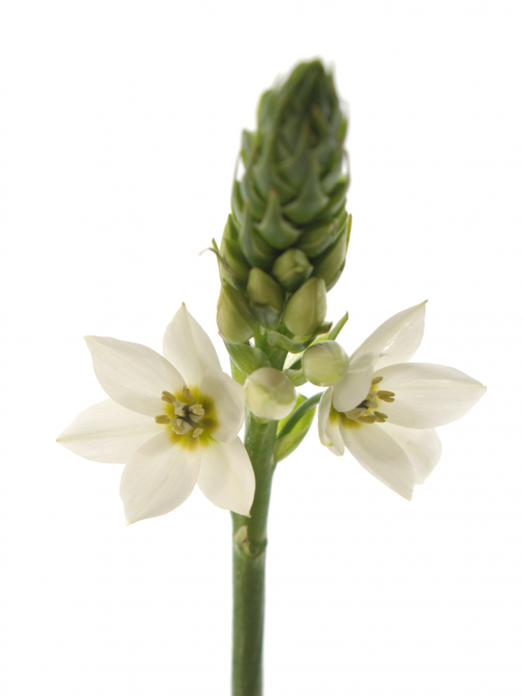 Bílé Ornithogalum