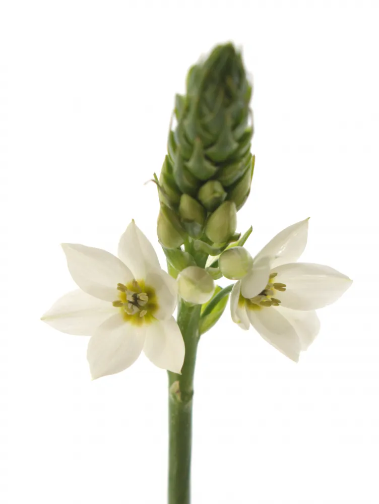 Bílé Ornithogalum