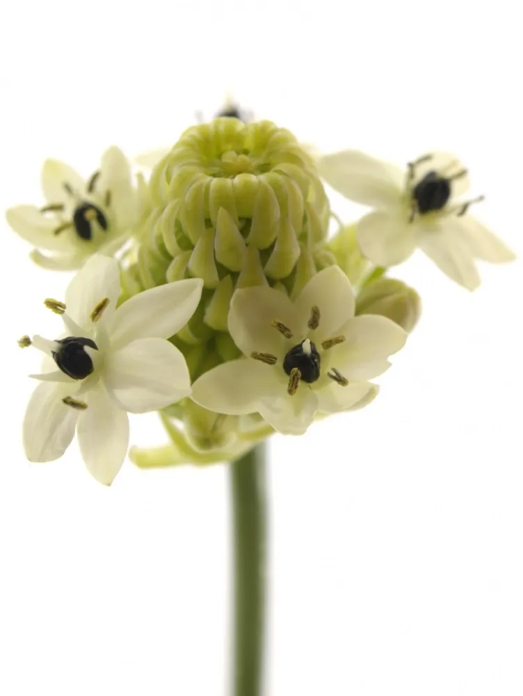 Bílé Ornithogalum
