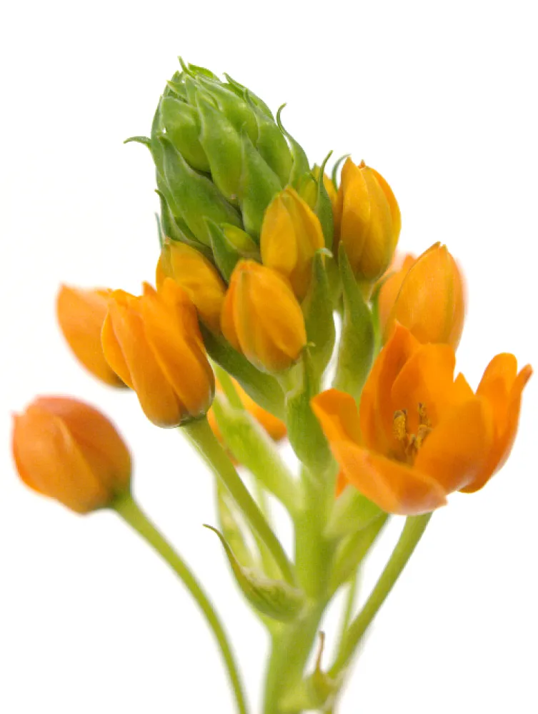 Oranžové Ornithogalum