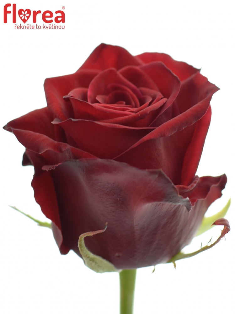 Růže Testarossa