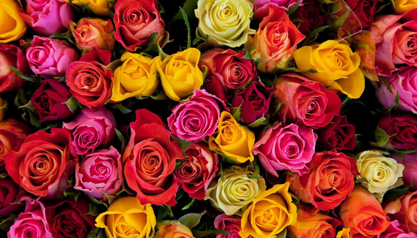 Pestrofarebné ruže na Valentína.