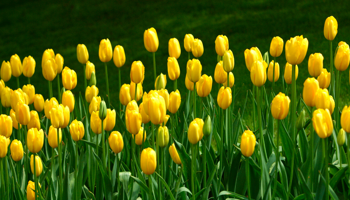 žlté tulipány