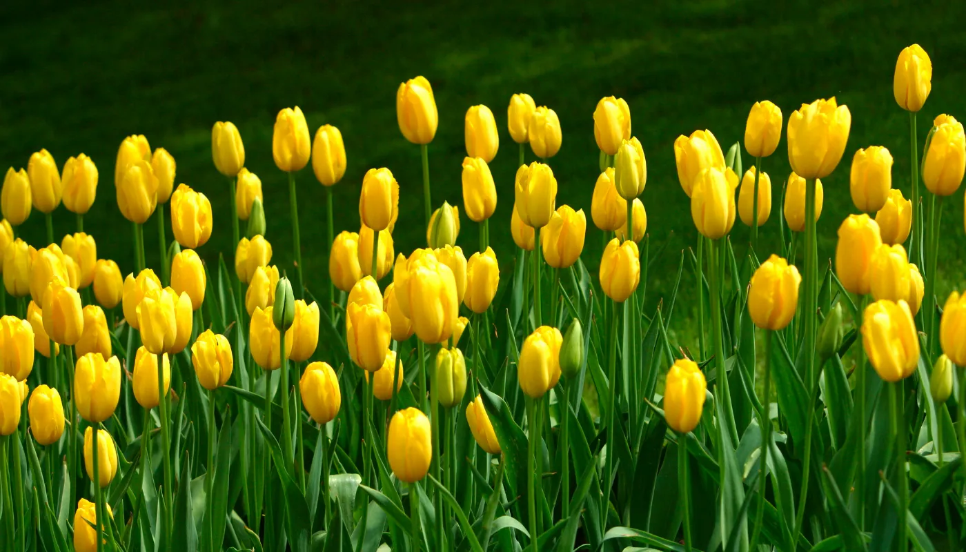 Žluté tulipány