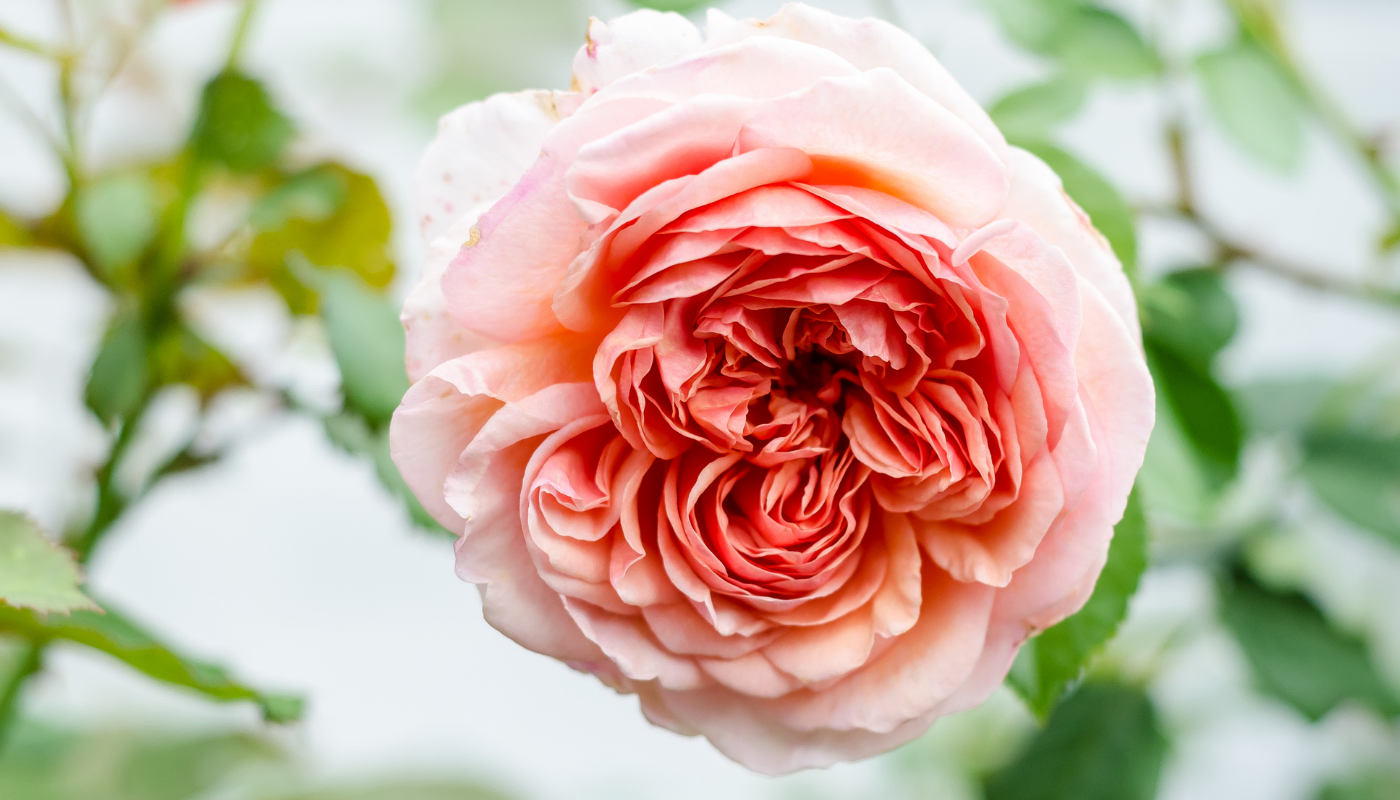 Anglické růže David Austin