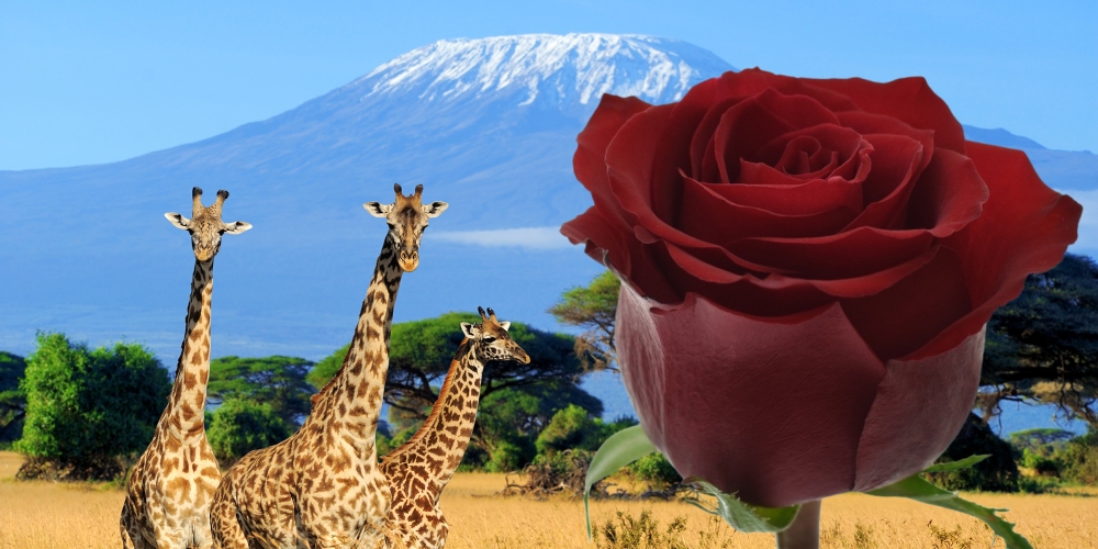 Ever Red fair trade růže z Afriky
