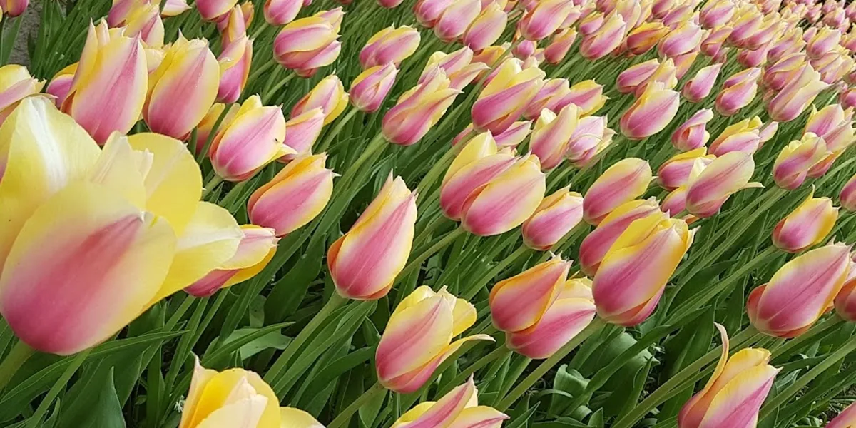 Tulipány na květinové burze v Holandsku