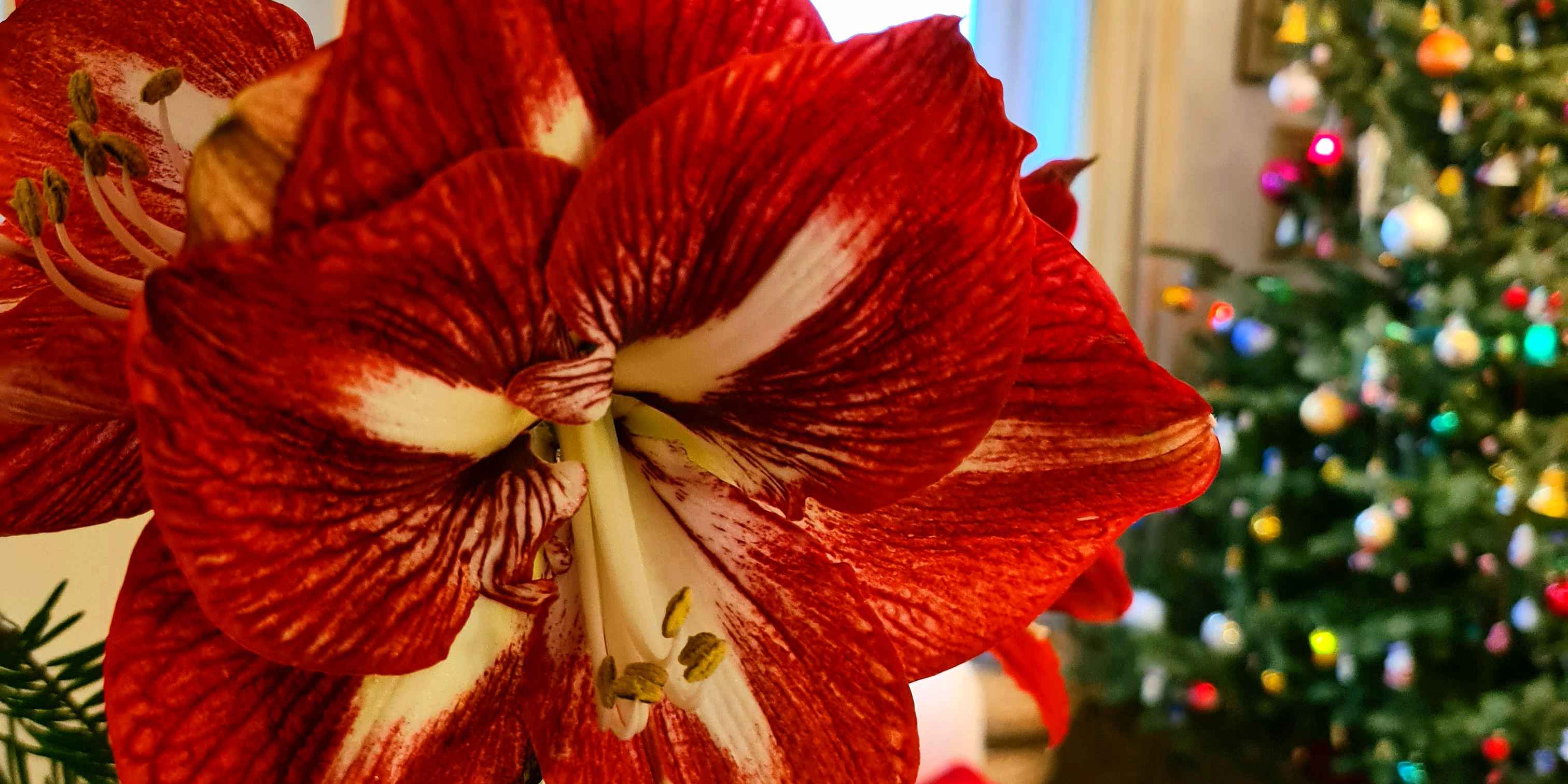 Amaryllis na Vánoce