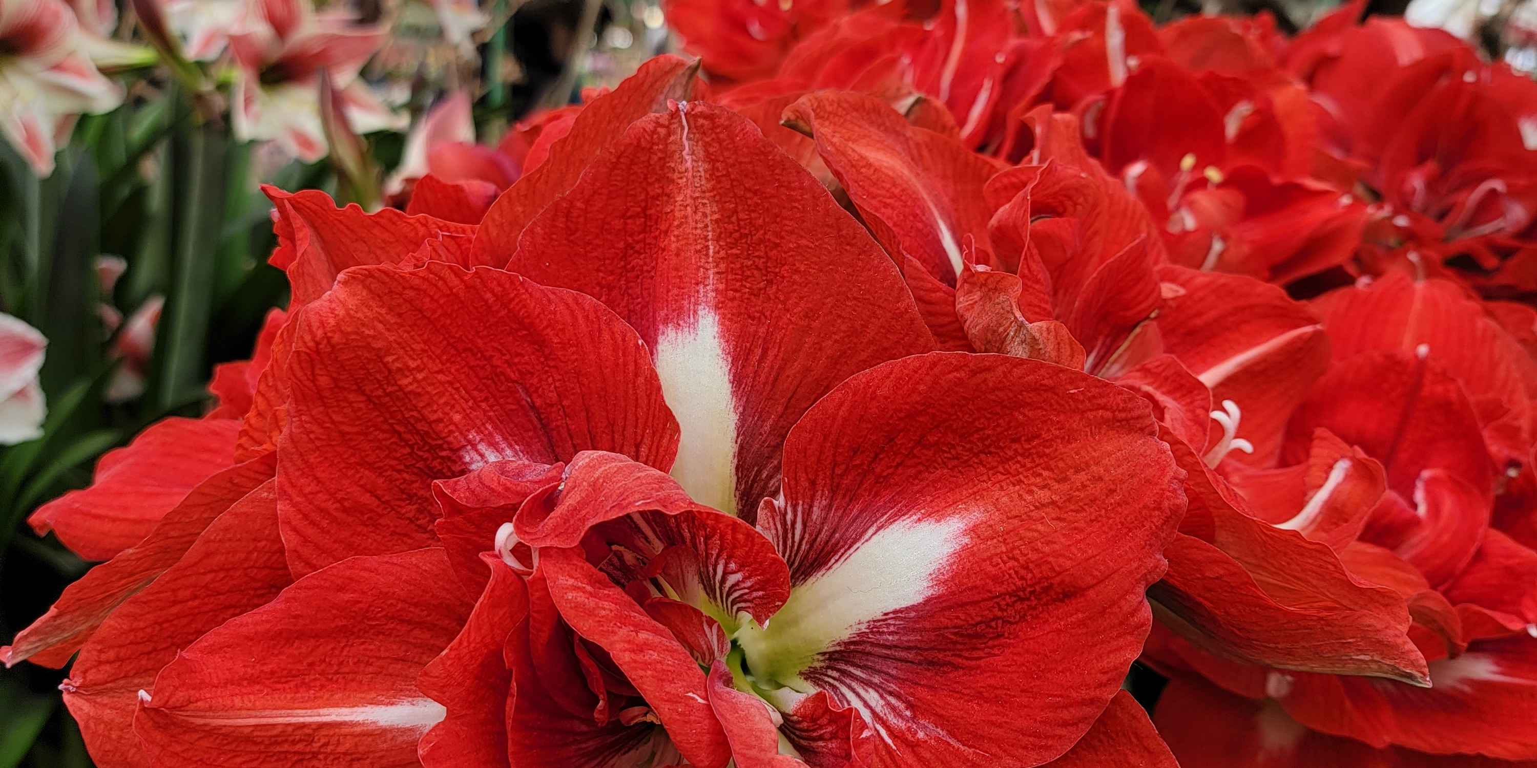 Červený amaryllis jako symbol Vánoc