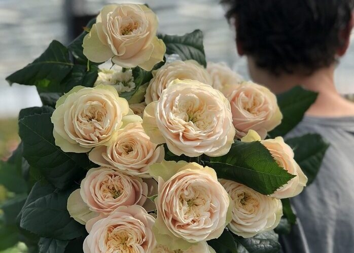 Anglické zahradní růže Darlington z kolekce David Austin