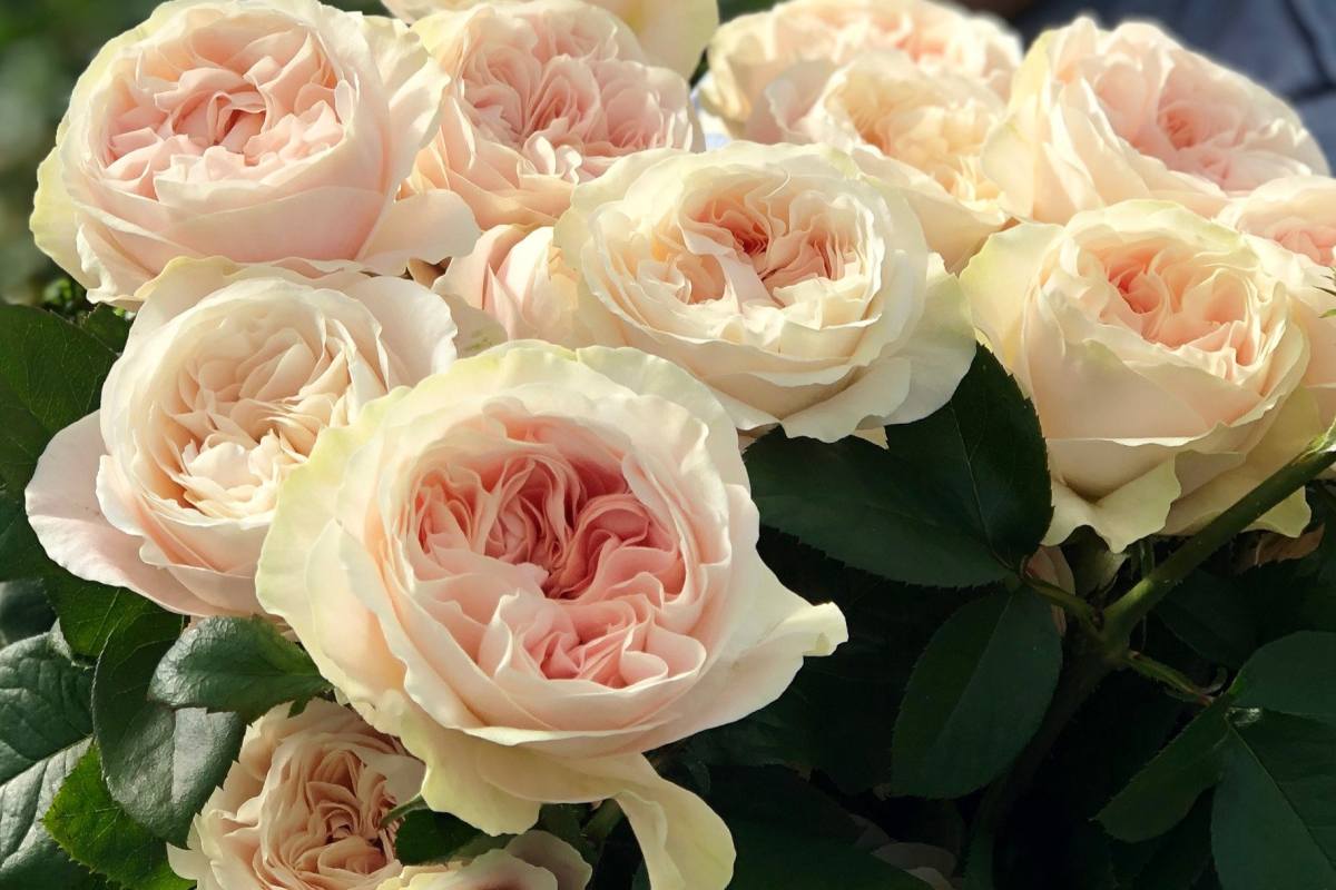 Anglické zahradní růže David Austin Chiffon