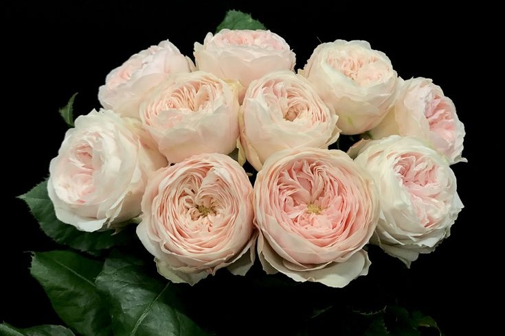 Anglické zahradní růže Mansfield Park