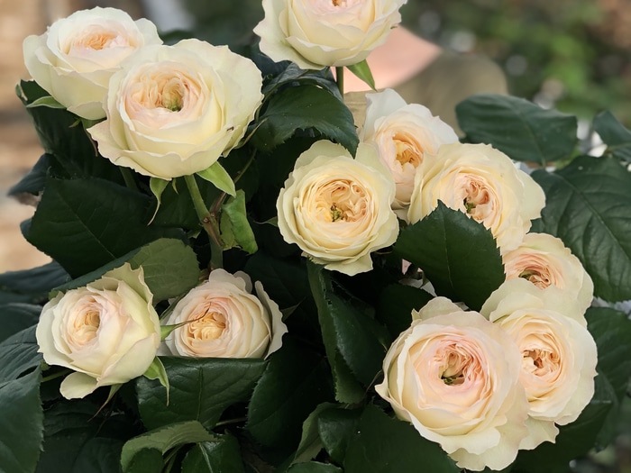 Anglické zahradní růže Royal Park