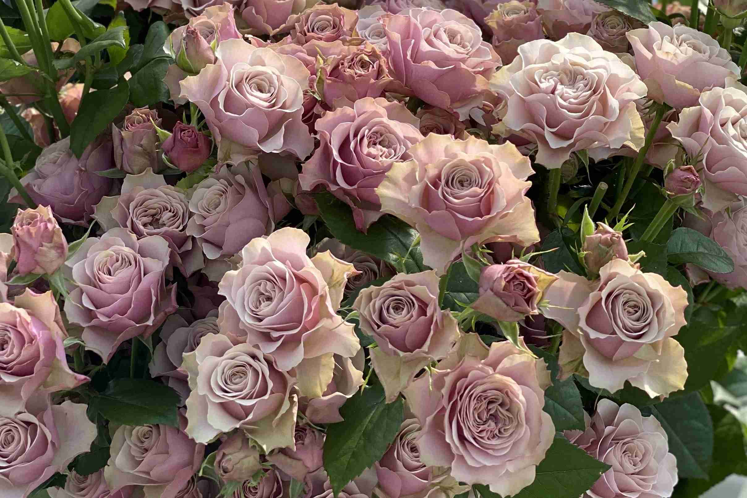 Anglické zahradní růže Bourbon Street z kolekce David Austin