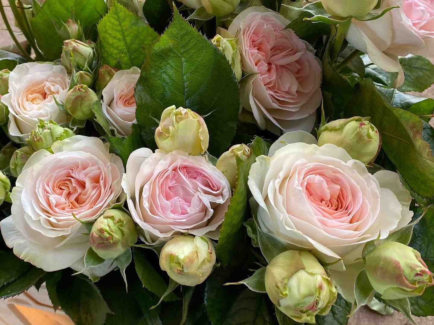 Anglické zahradní růže Lorena Summerhouse