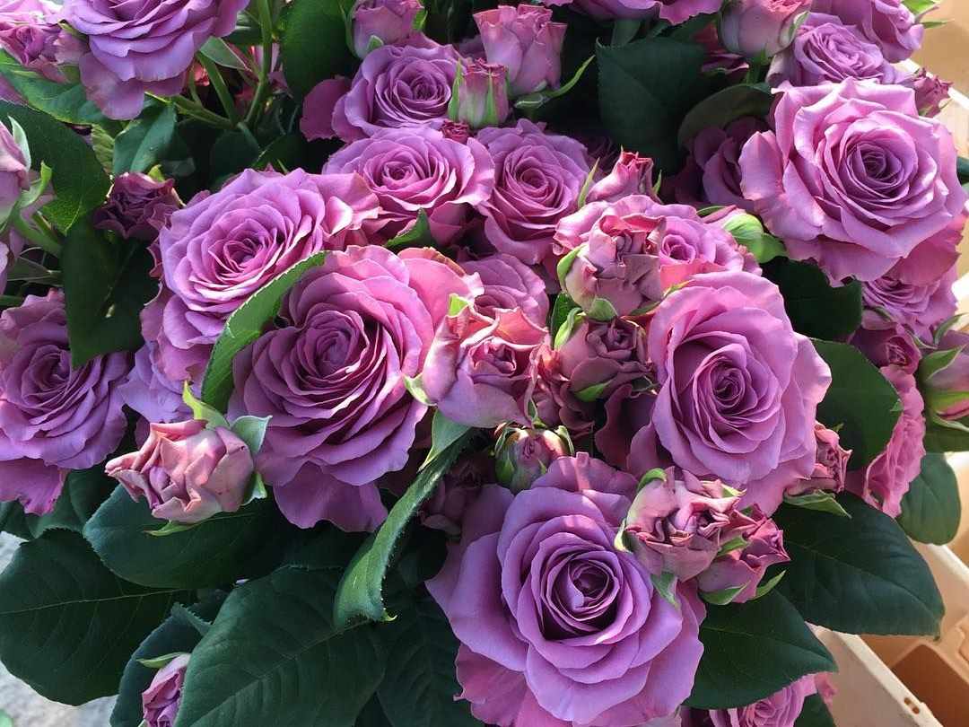Anglické zahradní růže Mystic Moments