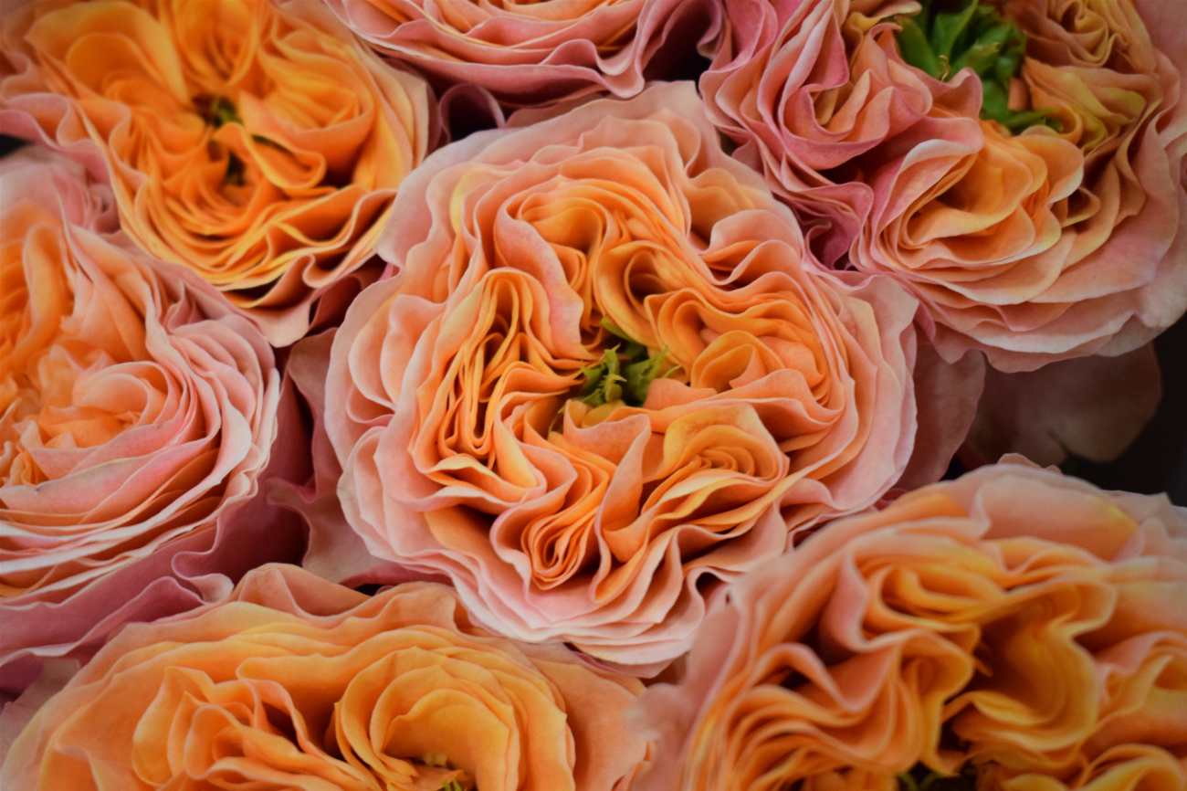Anglické zahradní růže Southpark z kolekce David Austin