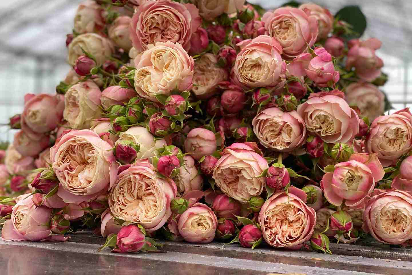 Victorian Classic - Zahradní růže z kolekce David Austin