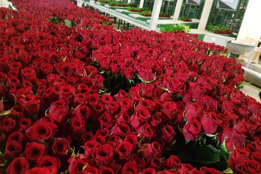 Rudé růže do našich kytic u pěstitele 