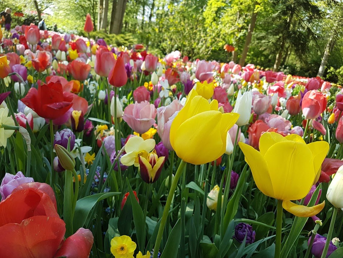 Keukenhof - záhony tulipánů